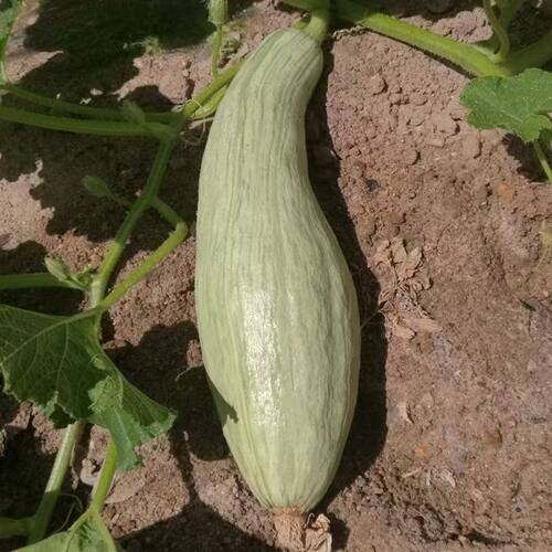 新疆直发贵族南瓜粉面香甜板栗