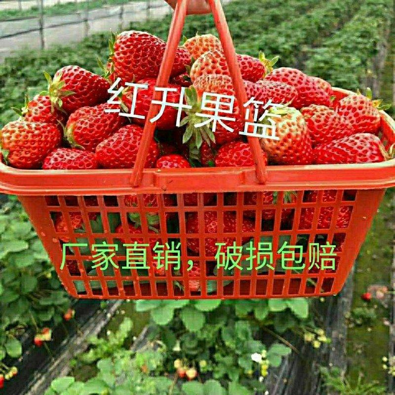 厂家方形手提篮草莓蓝莓篮李子果篮带盖杨梅桑葚采摘篮塑料筐