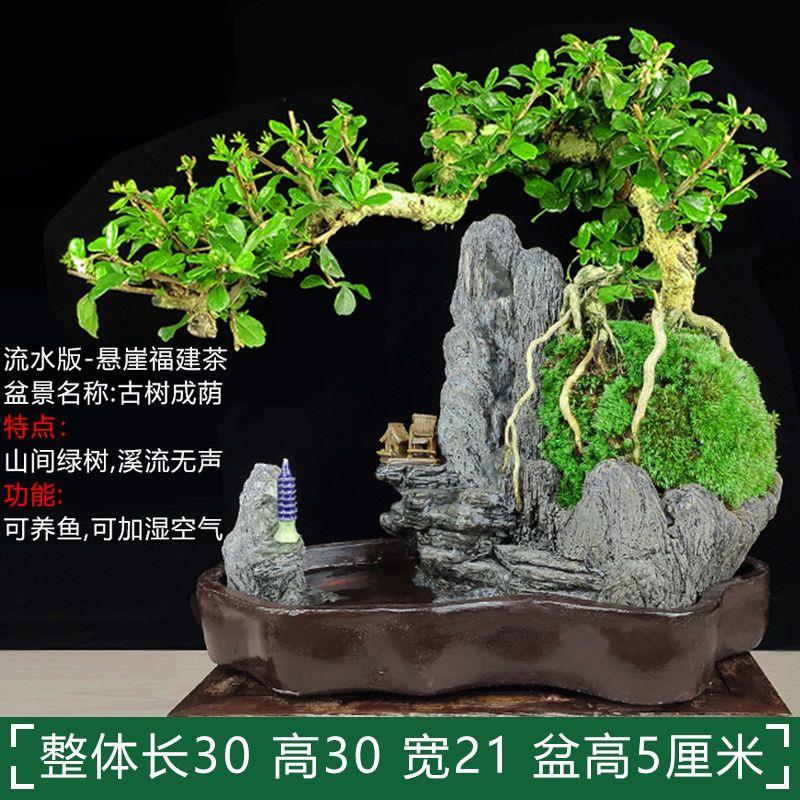 悬崖老桩六月雪盆景植物