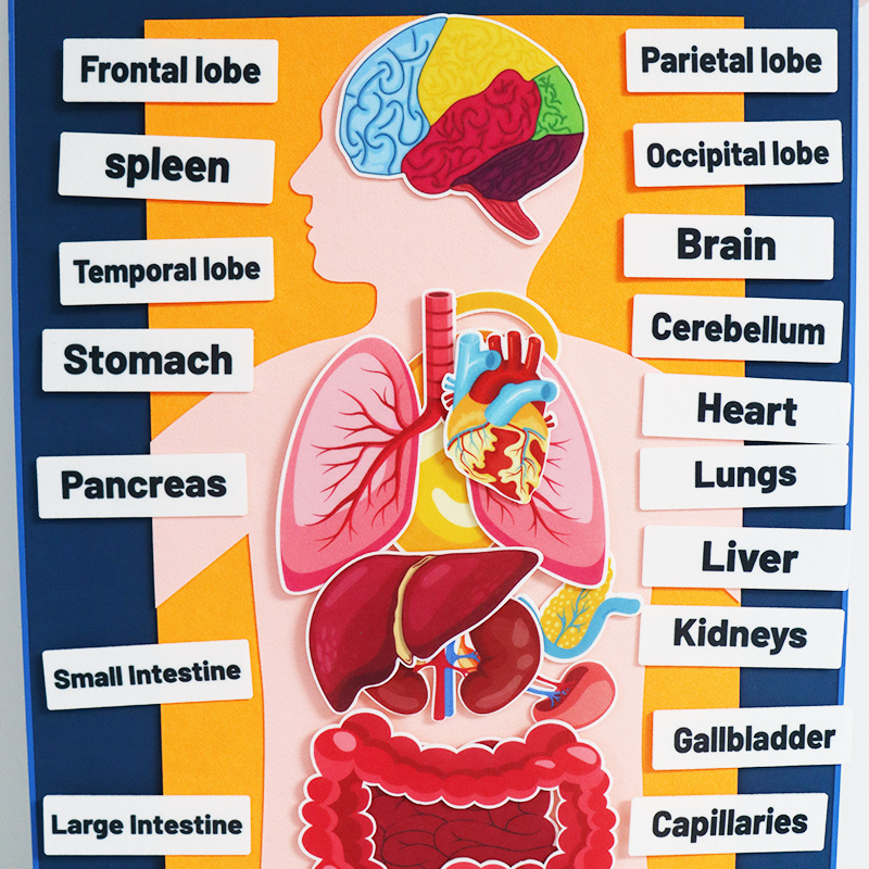 人体器官毛毡认知训练教具