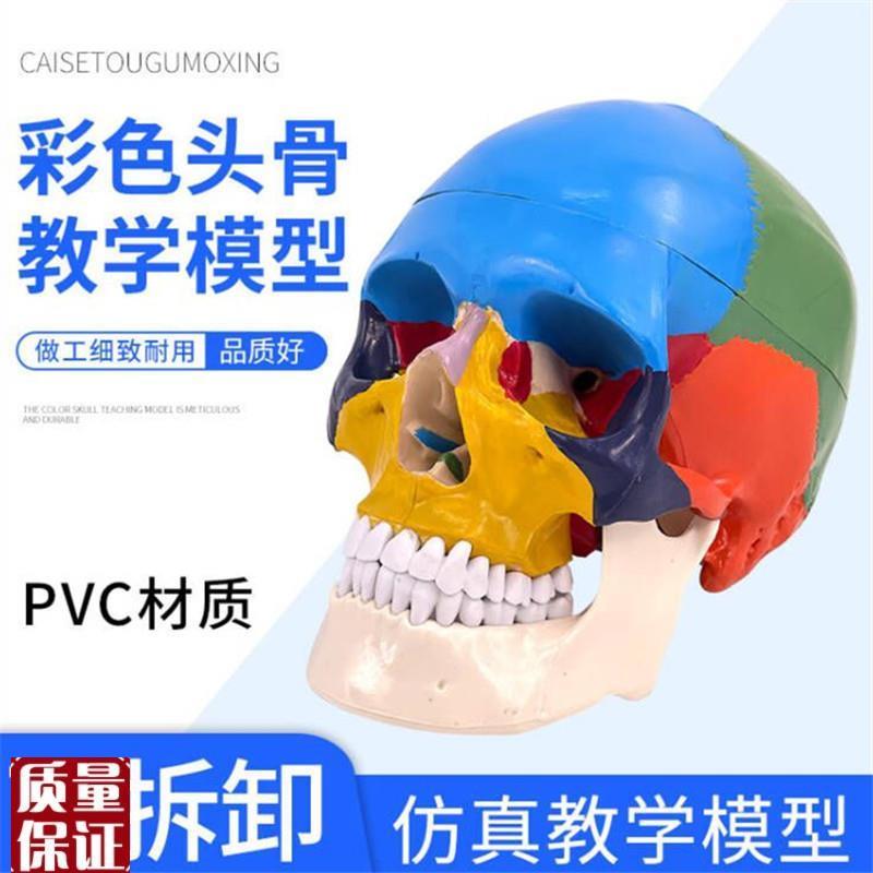 人体头颅骨模型头颅骨着色模A型头骨骨性分离模型彩色头骨模
