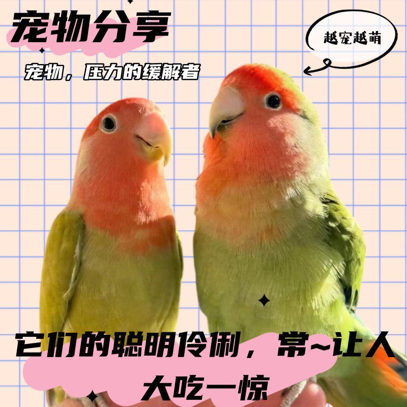 纯手养高端牡丹鹦鹉n粘人活幼鸟会说话雏鸟断奶宠物小型鸟爱情鹦