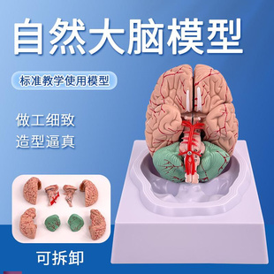 脑模型脑功能f区域色分模型人体大脑解剖模型人脑动脉构造脑神