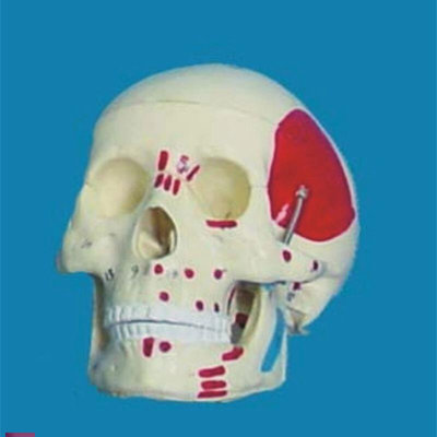 :11头骨肌肉画色模t型骷髅头成人头骨人体骨骼模型骨架模