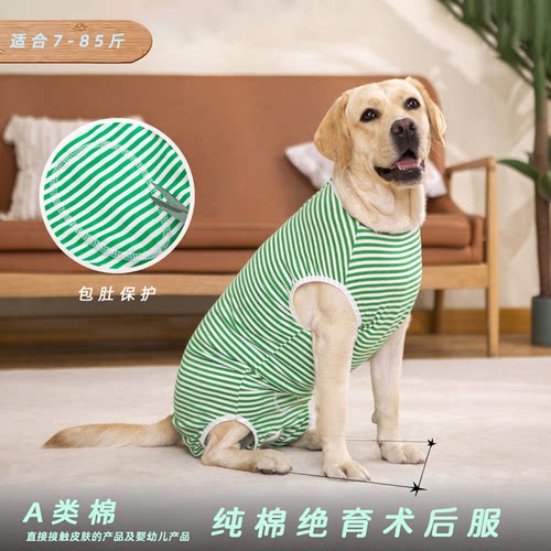 狗狗断奶绝育手术后生理服拉布拉多中大型犬纯棉宠物衣服