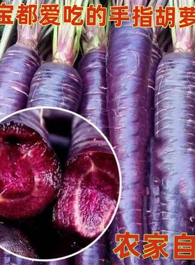 山东紫色紫玉水果胡萝卜新鲜蔬菜当季生吃花青素紫皮拇指胡萝卜5f