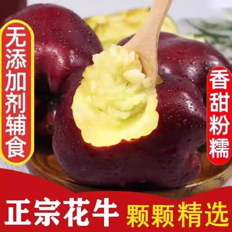 2024新果甘肃天水正宗花牛苹果粉面特级蛇红果甜当季老人新鲜水果