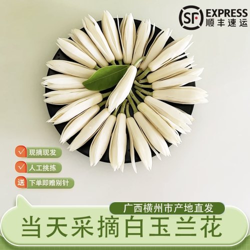 白兰花鲜花新鲜采摘花朵佩戴香味浓郁现摘黄角兰鲜花黄果兰