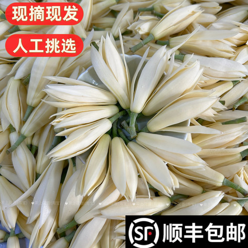 新鲜采摘白玉兰花朵佩戴香味浓郁现摘黄角兰缅桂黄果兰白兰花鲜花