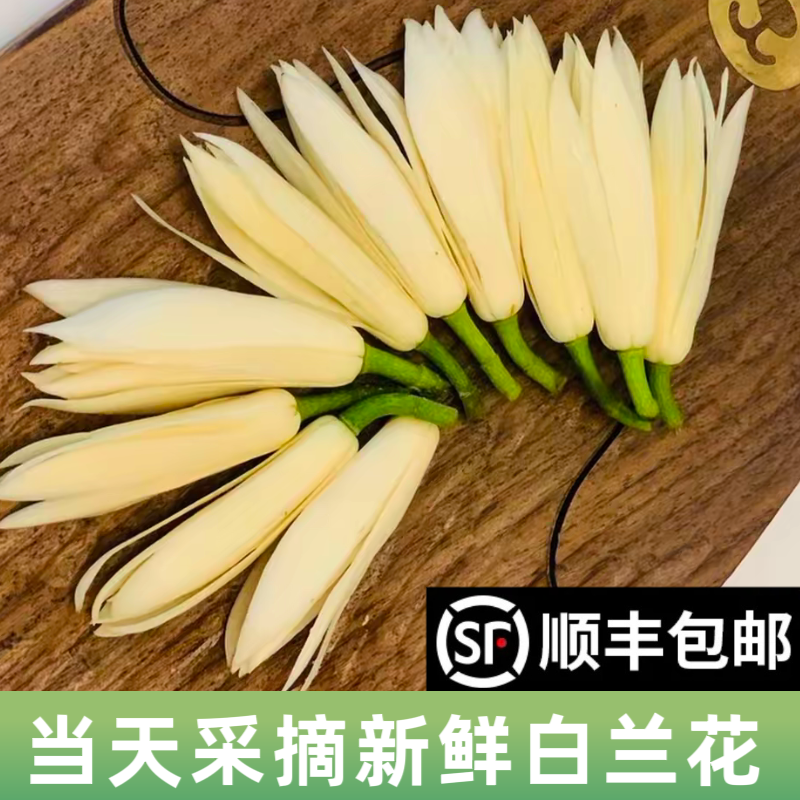 新鲜采摘白兰花鲜花白玉兰花朵佩戴香味浓郁黄角兰鲜花黄果兰缅桂