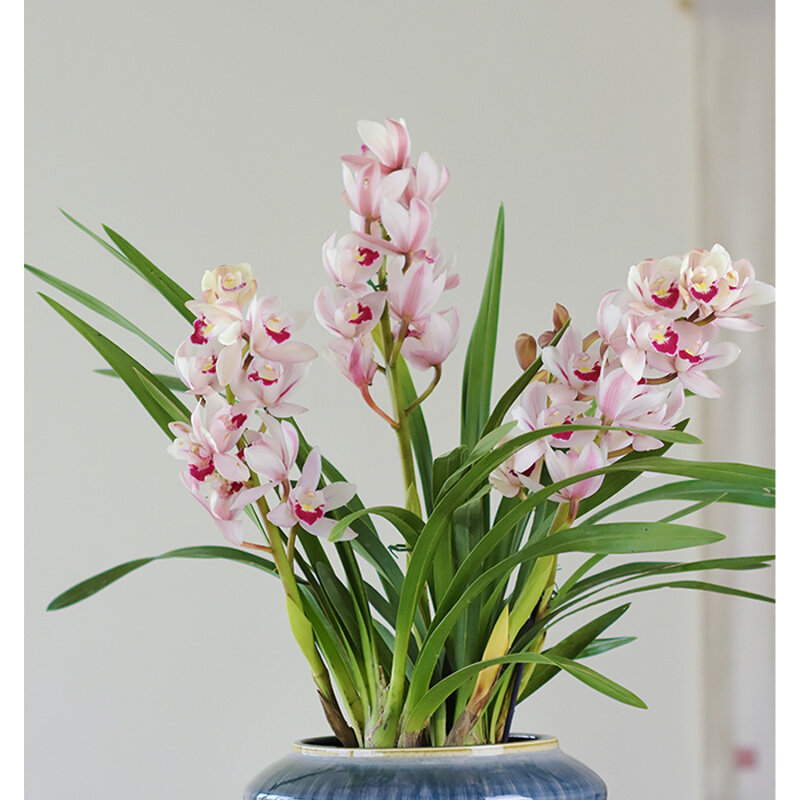 春天到家 大花蕙兰粉公主 兰花盆栽带花苞 室内外耐寒好养年宵花