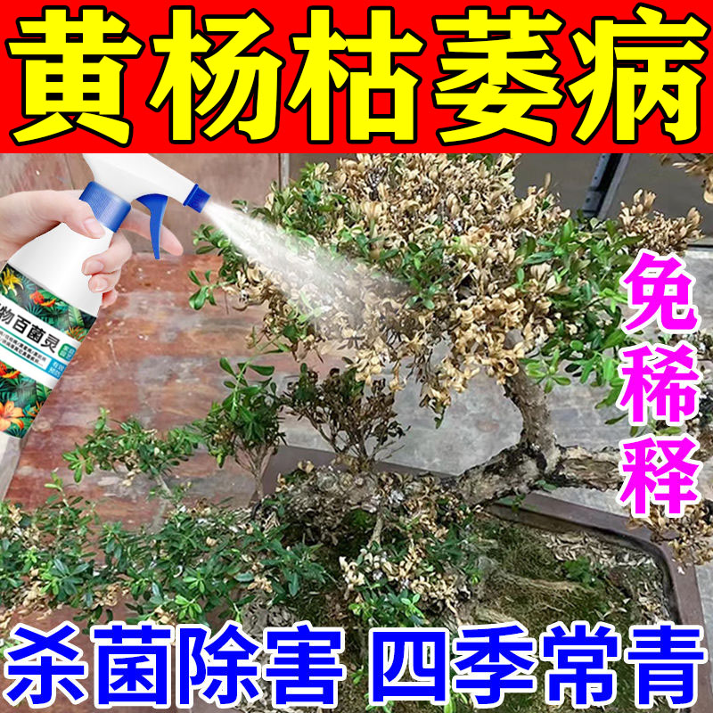 黄杨树专用肥防黄叶枯萎病炭疽枯叶白粉病药盆栽黄杨杀菌剂