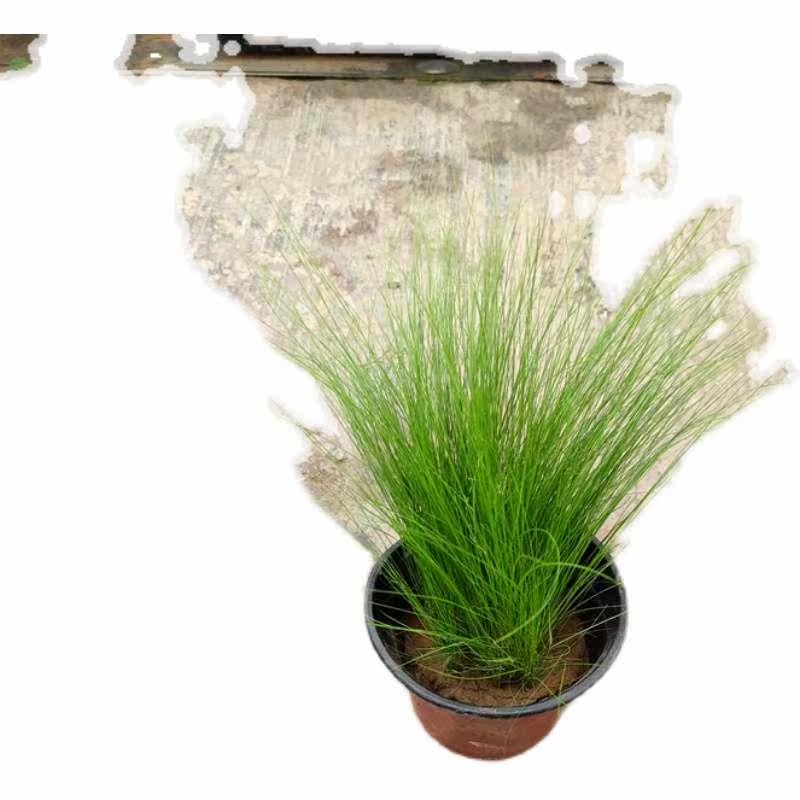 墨西哥羽毛草盆栽细叶针茅苗花镜植物庭院阳台造景绿植多年生好养