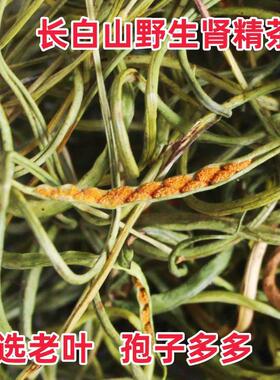 肾精茶野生长白山化石草秋天老叶肾精草嗷嗷叫茶黄金草肾经草石韦