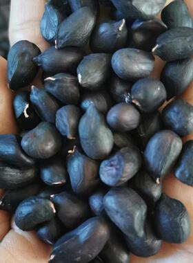 新货富硒黑花生米晒干原味生的小颗粒黑皮花生籽云南普洱黑花生仁