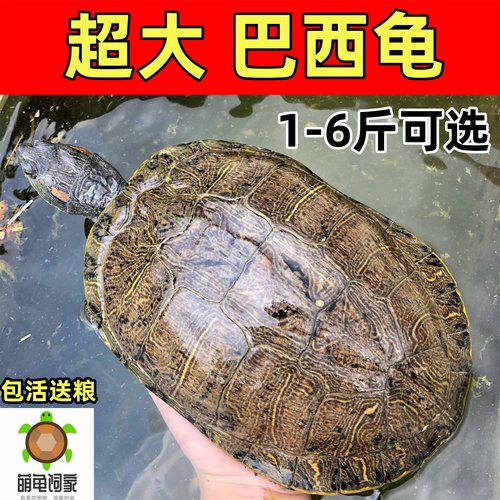 萌龟饲家外塘巴西龟超大产蛋龟