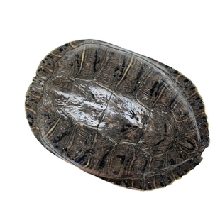 耐活大巴西乌龟活物外塘冷水养殖产蛋种龟超大宠物龟红耳龟活体