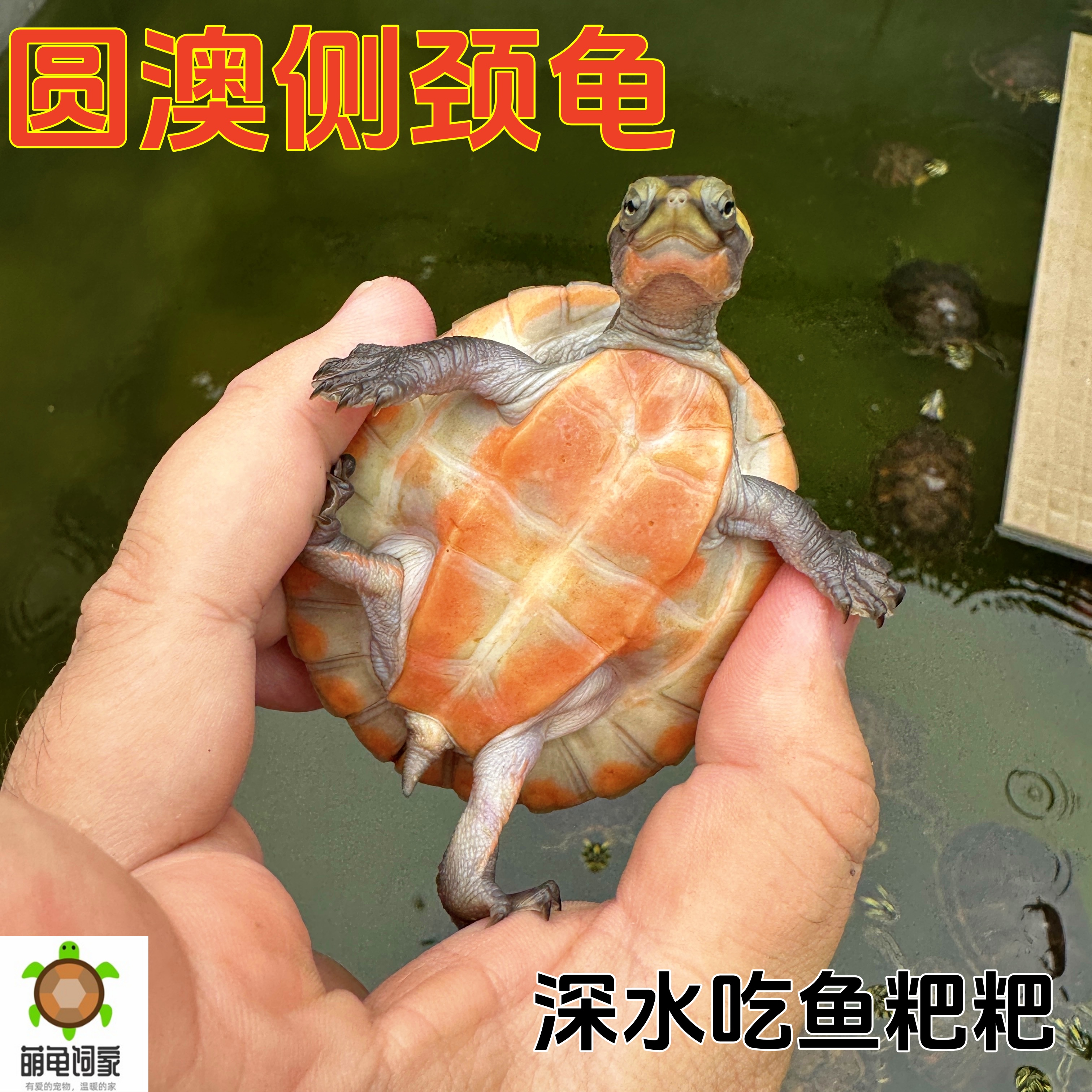 萌龟饲家圆澳侧颈龟深水吃鱼粪龟