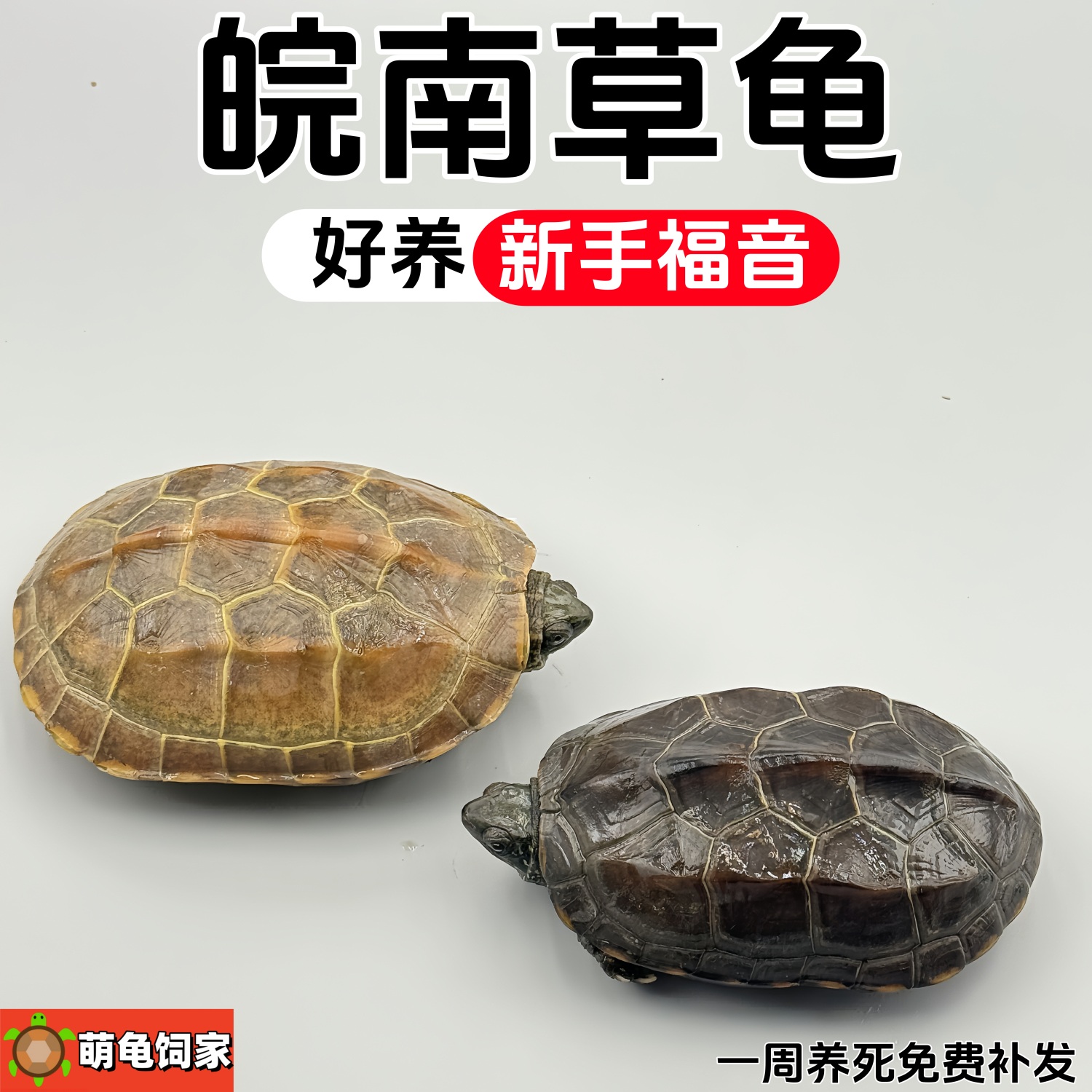 萌龟饲家中华草龟观赏墨龟小乌龟