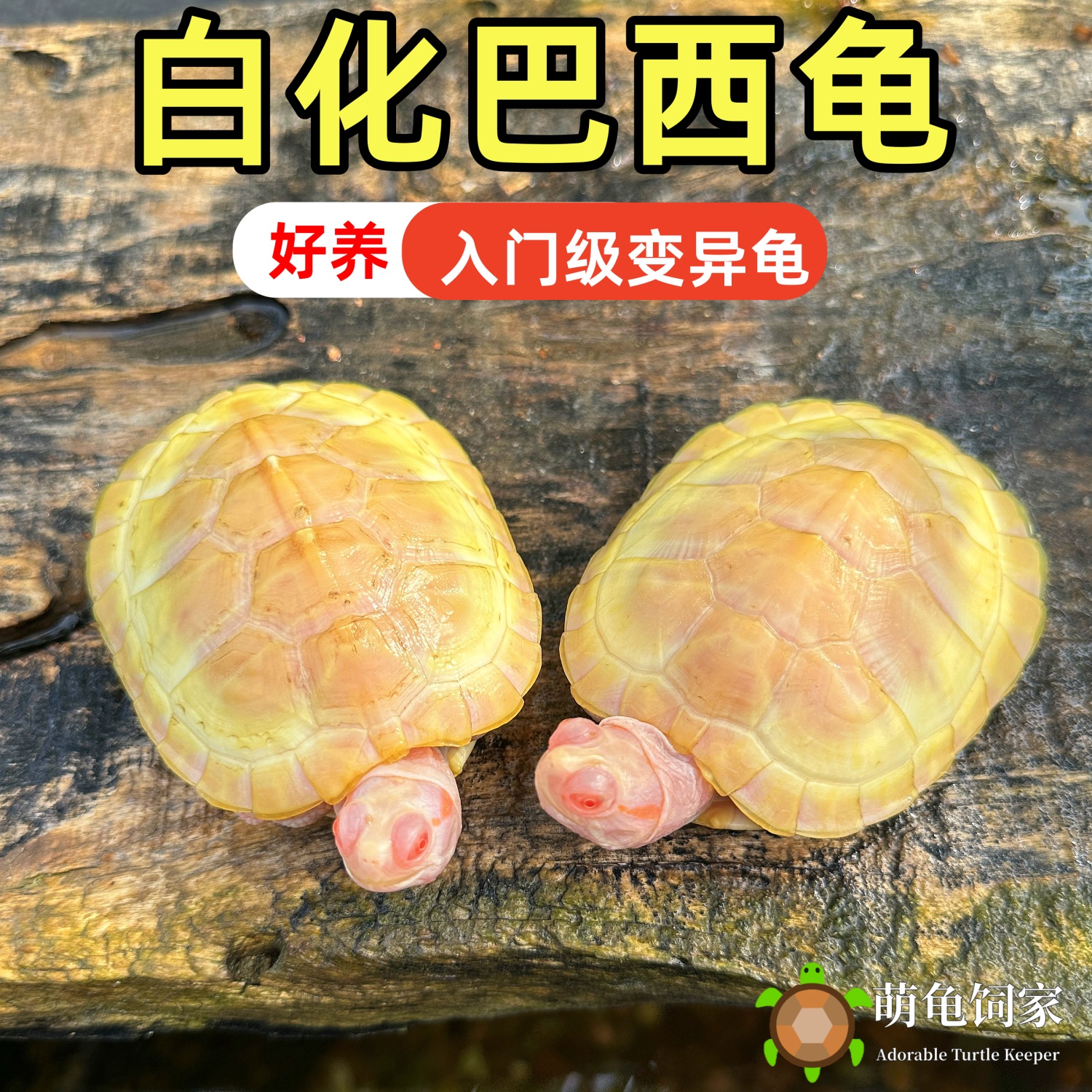 萌龟饲家白化变异巴西龟白化红眼