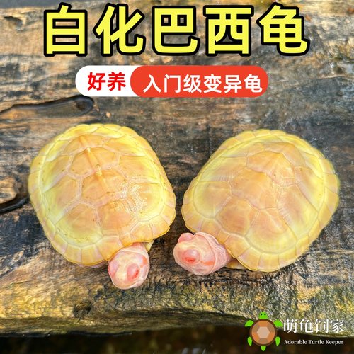 萌龟饲家白化变异巴西龟白化红眼