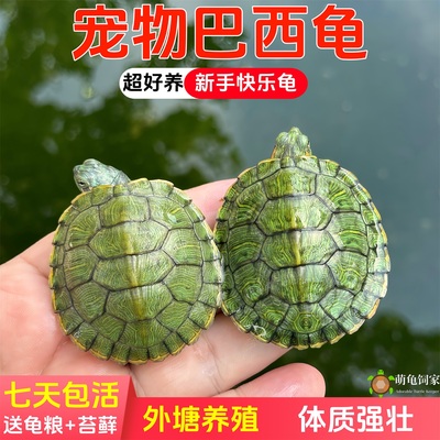 萌龟饲家黄金巴西龟情侣观赏龟