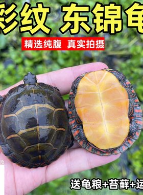 萌龟饲家东锦龟观赏宠物龟深水龟