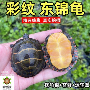 萌龟饲家东锦龟观赏宠物龟深水龟