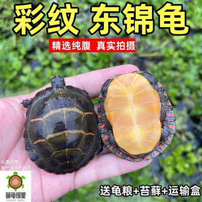 萌龟饲家东锦龟观赏宠物龟深水龟