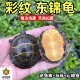 东锦东部锦龟苗深水龟小乌龟西锦南锦龟活体宠物观赏外塘情侣活物