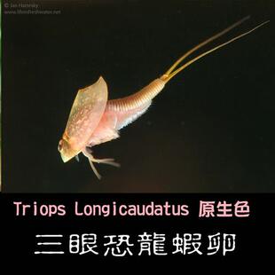 三眼恐龙虾卵 (一份内约40-50粒卵)观赏虾长尾亚洲澳洲花背苏格兰