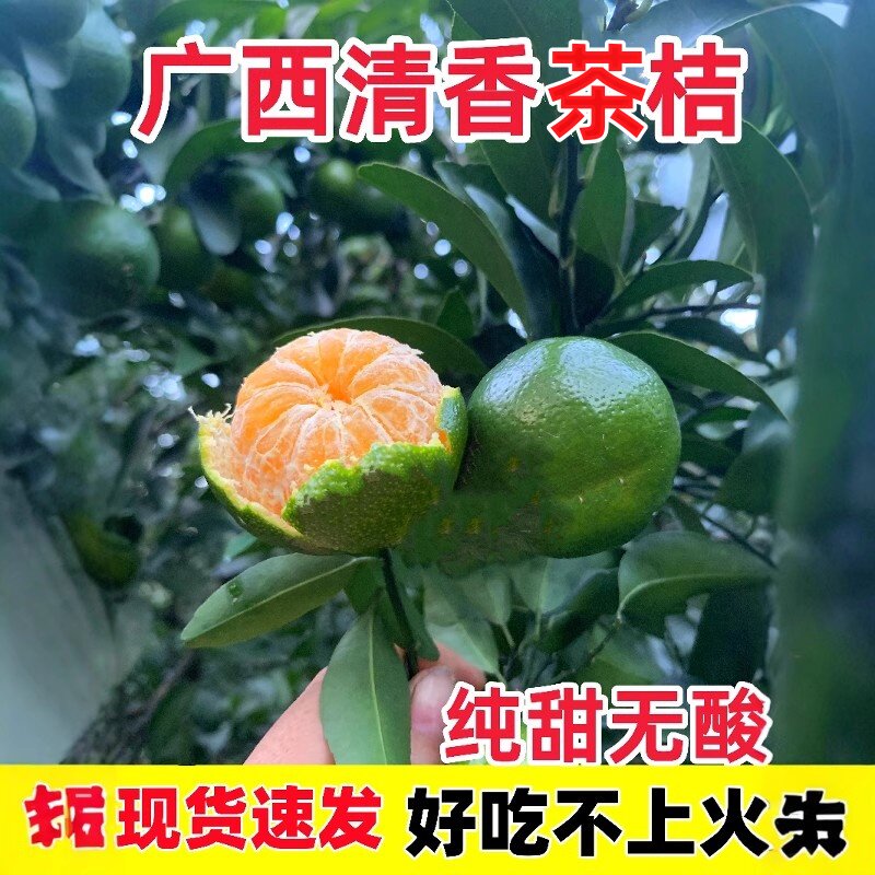 广西清香蜜桔纯甜清香茶橘巴西柑新鲜水果青皮橘青龙桔非砂糖桔
