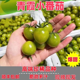 正宗青霞小番茄脆甜多汁当季新鲜水果清甜2号圣女果非青口蜜顺丰