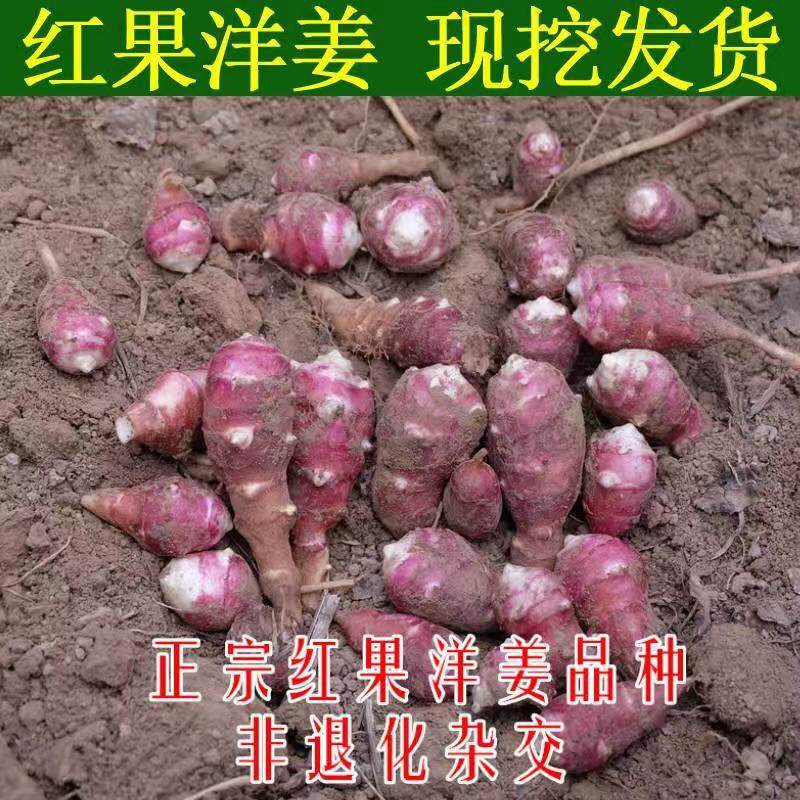 胰岛果洋姜 新鲜红皮洋生姜鬼子姜野生红果腌酱泡咸菜甜姜5斤菊芋