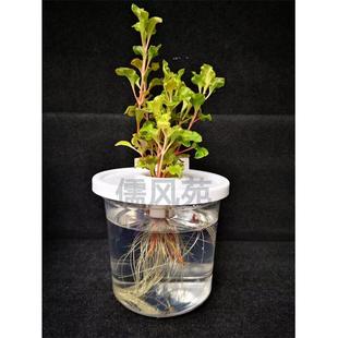 儒风阳台无土栽培懒人入门水培蔬菜花卉花盆绿植营养液静水培设备