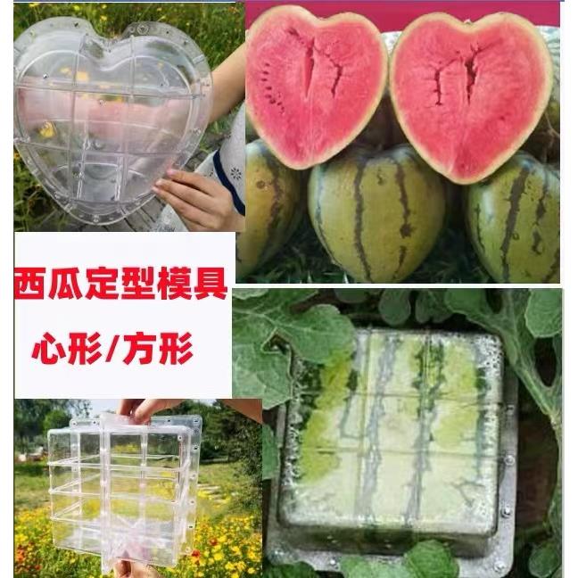 大棚西瓜模具方形西瓜定型模具心形西瓜模具元宝形西瓜定型生长模