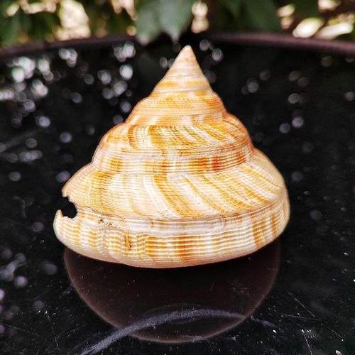 天然海螺 龙宫翁嵘螺 宝贝螺 创意摆件收藏标本海螺鱼缸造景摆台