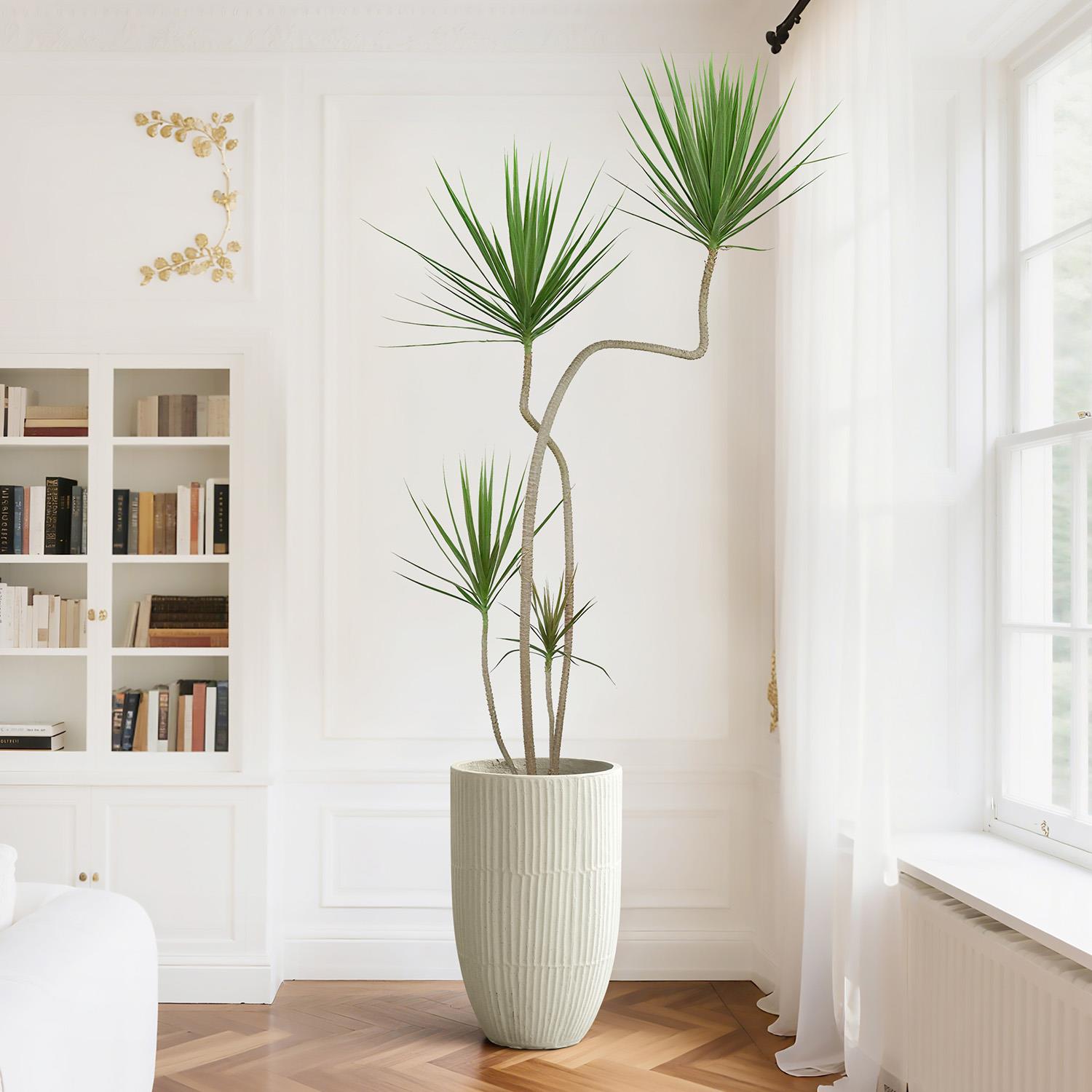 青叶千年木绿植老桩龙血树室内办公室落地简约造型网红易活植物