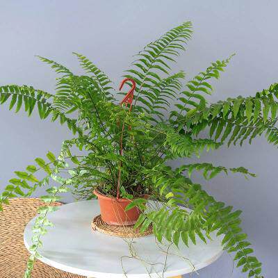 超大霸王蕨长叶肾蕨绿植大型蕨类垂吊植物室内盆栽阳台花卉植物