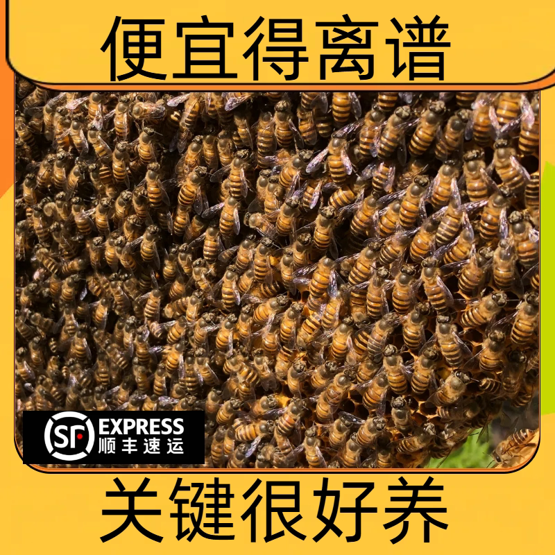顺丰中华蜜蜂中蜂蜂群活群带子脾土蜂优质蜂王阿坝王带箱整箱包活