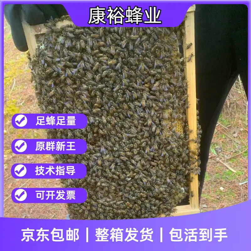 中华蜜蜂土蜂王峰中蜂群阿坝开产蜂活体带箱包邮优质子脾包活子脾
