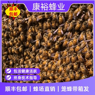 广西蜜蜂活群带王中蜂群蜜蜂王产土养带蜂箱带子脾活顺丰邮包带箱