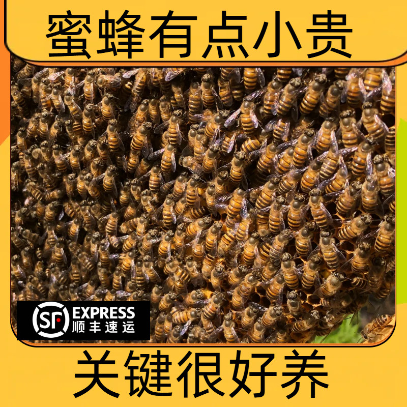 广西蜜蜂活群授粉新开产产土养带蜂箱带子脾顺丰邮包带箱