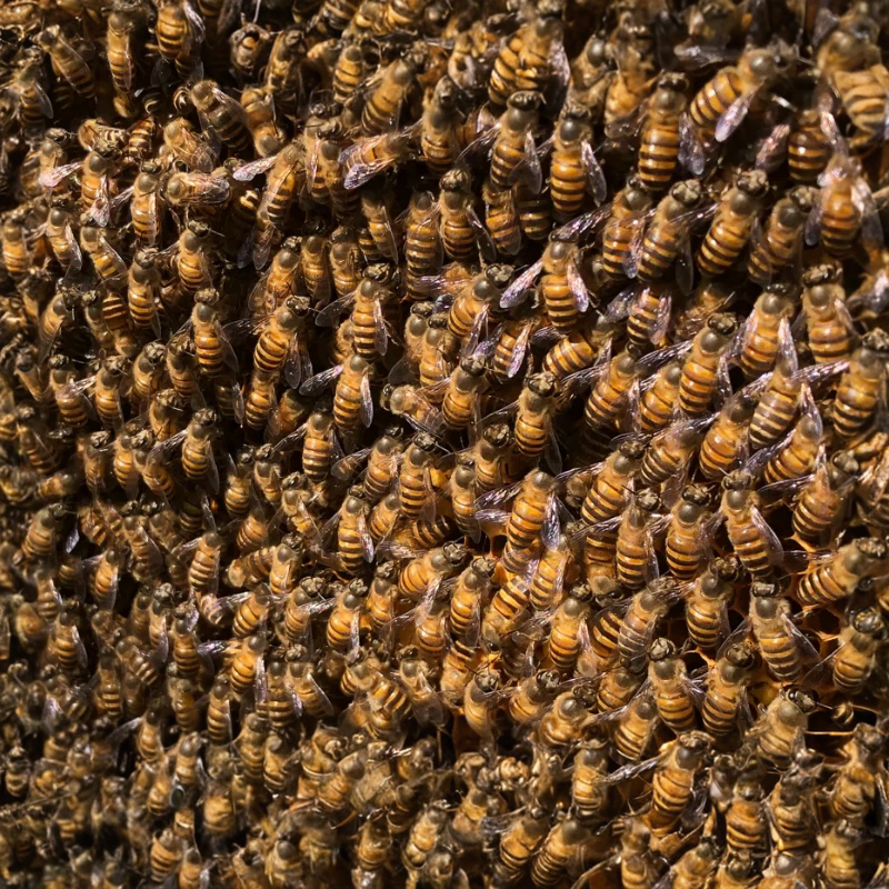 中华蜜蜂带王出售中蜂群阿坝开产蜂箱活体带箱中通包邮优质带子脾