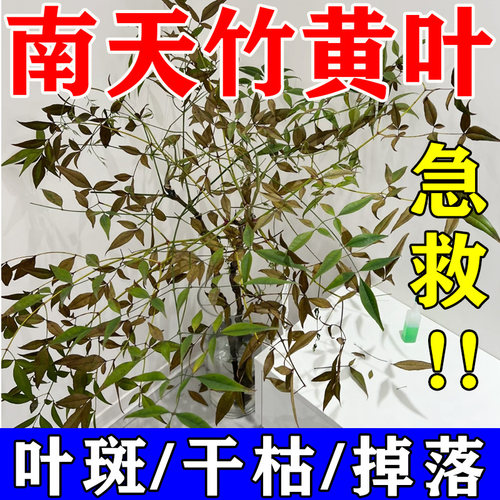 南天竹营养液专用肥料烂根掉落黄叶怎么 么办叶斑病干尖植物活力