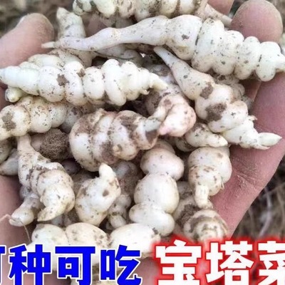 新鲜地环宝塔菜地葫芦发芽种子螺丝菜地牯牛现挖现发农家泡菜