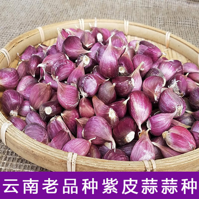 云南紫皮大蒜老品种蒜种可栽种红皮土香蒜原种能抽蒜苔大蒜苗种