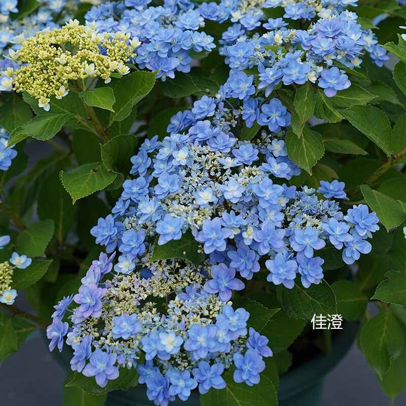 微雨花园大花绣球佳澄新老枝开花易调蓝 庭院花卉盆栽植物