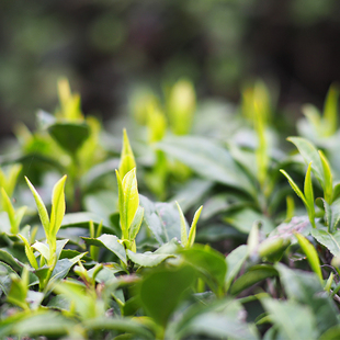 程敏轩茶叶2025新茶黄山毛峰传统揉捻毛峰绿茶125克与试饮包同款