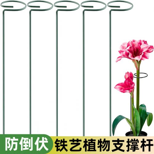 植物支撑杆绣球朱顶红蝴蝶兰爬藤固定架花卉防倒伏月季铁艺花架